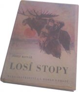 Losí stopy