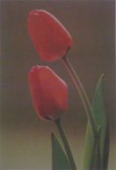 Tulipány
