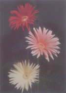 Kvety - J. Nachvil